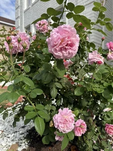A Floral Paradise: Exploring Dan Truong’s Spectacular Rose Villa in the United States - image 6