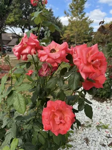 A Floral Paradise: Exploring Dan Truong’s Spectacular Rose Villa in the United States - image 1