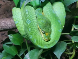 Nature’s Living Emerald: The Mesmerizing Color-Shifting Journey of the Green Tree Python - image 6