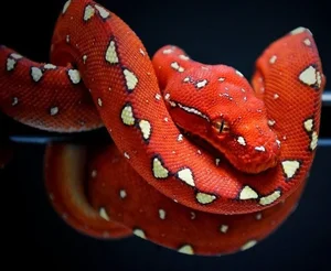 Nature’s Living Emerald: The Mesmerizing Color-Shifting Journey of the Green Tree Python - image 2