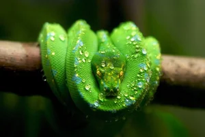 Nature’s Living Emerald: The Mesmerizing Color-Shifting Journey of the Green Tree Python - image 7