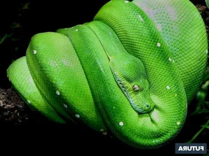 Nature’s Living Emerald: The Mesmerizing Color-Shifting Journey of the Green Tree Python - image 0