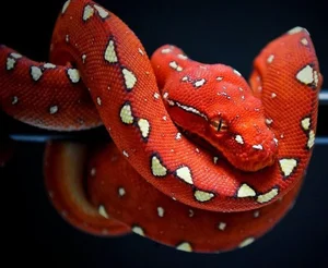 Nature’s Living Emerald: The Mesmerizing Color-Shifting Journey of the Green Tree Python - image 4