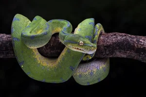 Nature’s Living Emerald: The Mesmerizing Color-Shifting Journey of the Green Tree Python - image 8