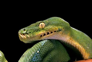 Nature’s Living Emerald: The Mesmerizing Color-Shifting Journey of the Green Tree Python - image 3