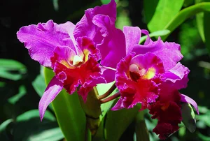 Exploring the Beauty of Singapore National Orchid Garden - image 5