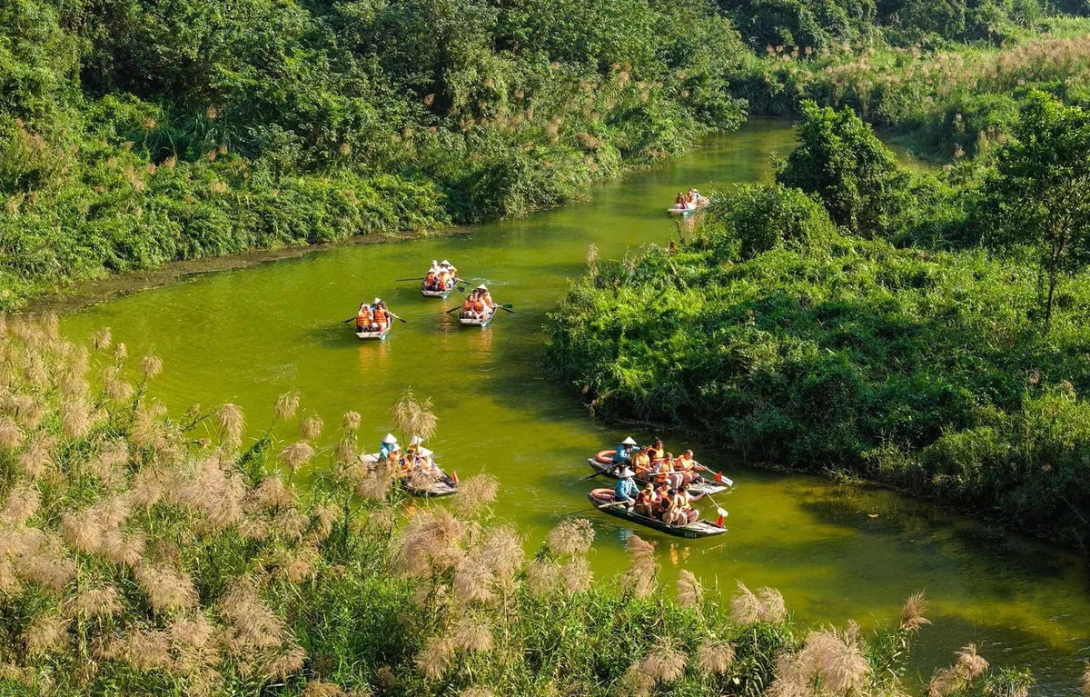 Trang An White Reed Season: Discover Its Ethereal Beauty & Peaceful Charm