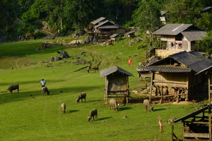Moc Chau Winter Guide: 5 Must-Visit Check-in Spots - image 1