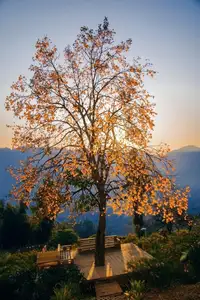 Sapa's Golden Empress Persimmon Tree: A Winter Wonderland for Tourists to Check-in - image 6