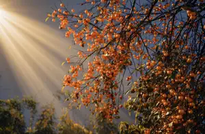 Sapa's Golden Empress Persimmon Tree: A Winter Wonderland for Tourists to Check-in - image 7