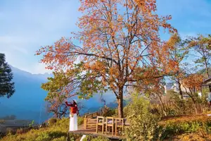 Sapa's Golden Empress Persimmon Tree: A Winter Wonderland for Tourists to Check-in - image 9