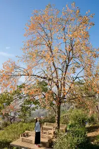 Sapa's Golden Empress Persimmon Tree: A Winter Wonderland for Tourists to Check-in - image 2