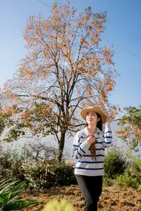 Sapa's Golden Empress Persimmon Tree: A Winter Wonderland for Tourists to Check-in - image 4