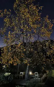 Sapa's Golden Empress Persimmon Tree: A Winter Wonderland for Tourists to Check-in - image 8