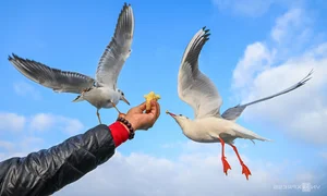 China's Stunning Winter Migration: Tens of Thousands of Birds Gather at Scenic Lakes - image 5
