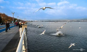 China's Stunning Winter Migration: Tens of Thousands of Birds Gather at Scenic Lakes - image 0