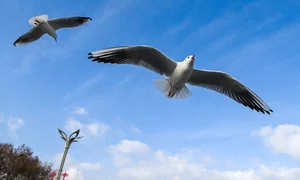 China's Stunning Winter Migration: Tens of Thousands of Birds Gather at Scenic Lakes - image 1