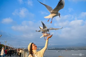 China's Stunning Winter Migration: Tens of Thousands of Birds Gather at Scenic Lakes - image 3