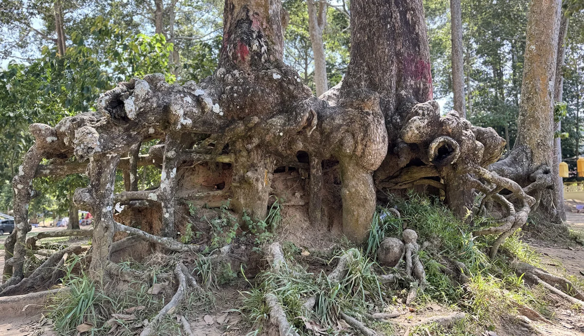 Ancient Giant Trees and Mystical Roots at Ao Ba Om Heritage Site in Tra Vinh