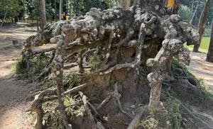 Ancient Giant Trees and Mystical Roots at Ao Ba Om Heritage Site in Tra Vinh - image 5