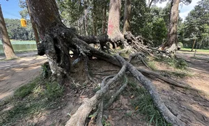 Ancient Giant Trees and Mystical Roots at Ao Ba Om Heritage Site in Tra Vinh - image 6
