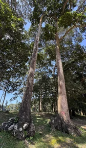 Ancient Giant Trees and Mystical Roots at Ao Ba Om Heritage Site in Tra Vinh - image 4