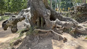 Ancient Giant Trees and Mystical Roots at Ao Ba Om Heritage Site in Tra Vinh - image 1