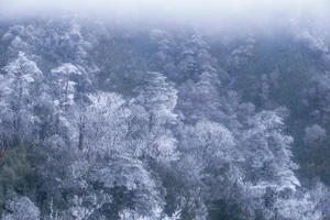 Breathtaking Frost in Vietnam: A Winter Wonderland Reminiscent of Europe - image 5