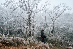Breathtaking Frost in Vietnam: A Winter Wonderland Reminiscent of Europe - image 10
