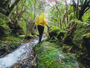 Conquering Pa Thien - Voi Mep: A Breathtaking Trekking Adventure Through Vietnam's Sea of Clouds and Ancient Forests - image 1
