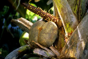 The Rare Coco de Mer: Discovering the World's Most Unique and Suggestive Coconut Species - image 5
