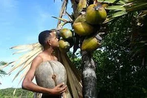 The Rare Coco de Mer: Discovering the World's Most Unique and Suggestive Coconut Species - image 6
