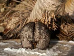 The Rare Coco de Mer: Discovering the World's Most Unique and Suggestive Coconut Species - image 0