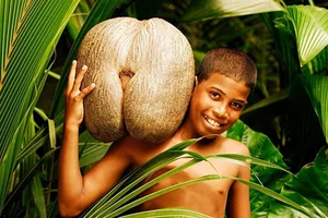 The Rare Coco de Mer: Discovering the World's Most Unique and Suggestive Coconut Species - image 4