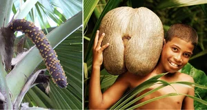 The Rare Coco de Mer: Discovering the World's Most Unique and Suggestive Coconut Species - image 2