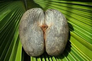 The Rare Coco de Mer: Discovering the World's Most Unique and Suggestive Coconut Species - image 7