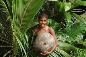 The Rare Coco de Mer: Discovering the World's Most Unique and Suggestive Coconut Species - image 3