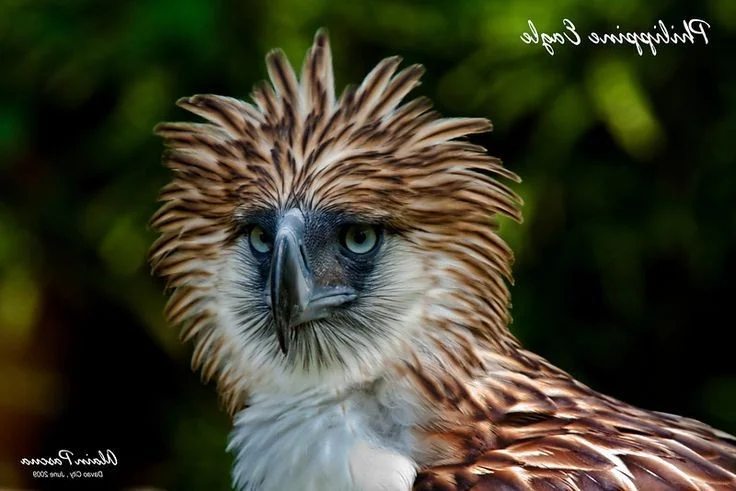 The Great Philippine Eagle: Rare Glimpse of the Lord of the Skies