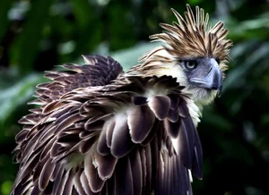 The Great Philippine Eagle: Rare Glimpse of the Lord of the Skies - image 8