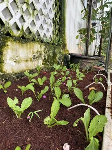 Inside the Lush Organic Garden of People’s Artist Trinh Kim Chi’s Luxury Villa - image 8