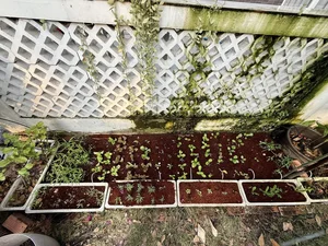 Inside the Lush Organic Garden of People’s Artist Trinh Kim Chi’s Luxury Villa - image 7