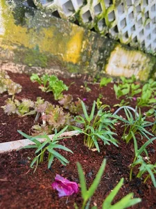 Inside the Lush Organic Garden of People’s Artist Trinh Kim Chi’s Luxury Villa - image 0