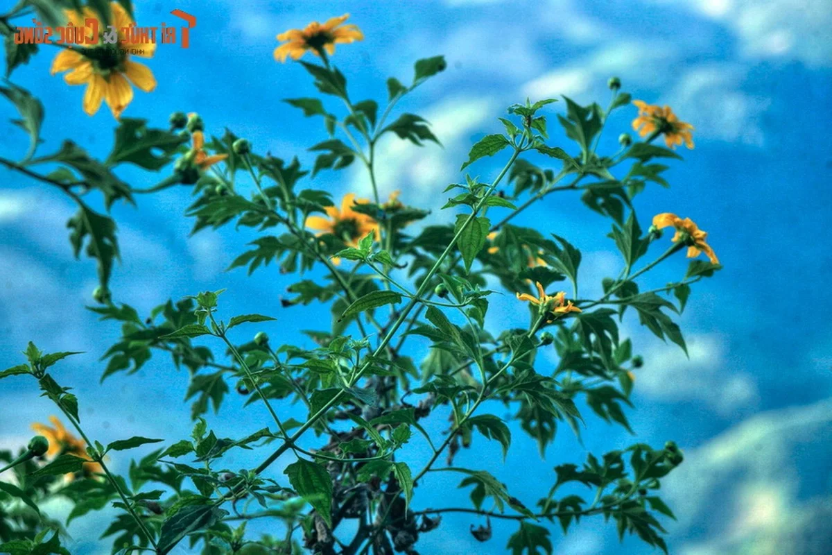 Exploring the Golden Bloom: Get Lost in the Wild Sunflower Season Across Vietnam’s Most Scenic Landscapes