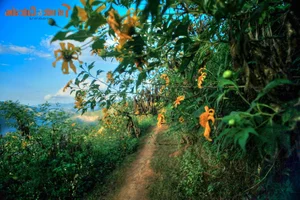 Exploring the Golden Bloom: Get Lost in the Wild Sunflower Season Across Vietnam’s Most Scenic Landscapes - image 9