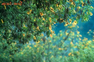 Exploring the Golden Bloom: Get Lost in the Wild Sunflower Season Across Vietnam’s Most Scenic Landscapes - image 4