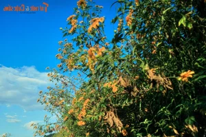 Exploring the Golden Bloom: Get Lost in the Wild Sunflower Season Across Vietnam’s Most Scenic Landscapes - image 2