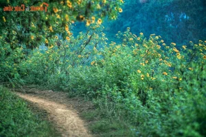 Exploring the Golden Bloom: Get Lost in the Wild Sunflower Season Across Vietnam’s Most Scenic Landscapes - image 8