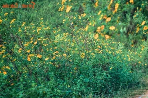Exploring the Golden Bloom: Get Lost in the Wild Sunflower Season Across Vietnam’s Most Scenic Landscapes - image 3