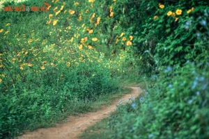 Exploring the Golden Bloom: Get Lost in the Wild Sunflower Season Across Vietnam’s Most Scenic Landscapes - image 6