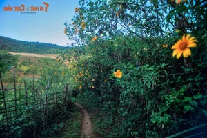 Exploring the Golden Bloom: Get Lost in the Wild Sunflower Season Across Vietnam’s Most Scenic Landscapes - image 1